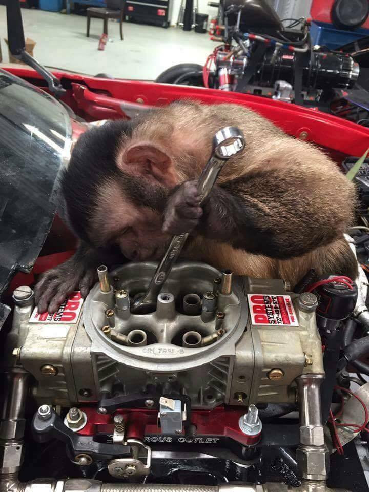 Click image for larger version

Name:	monkey.jpg
Views:	124
Size:	167.7 KB
ID:	26510146