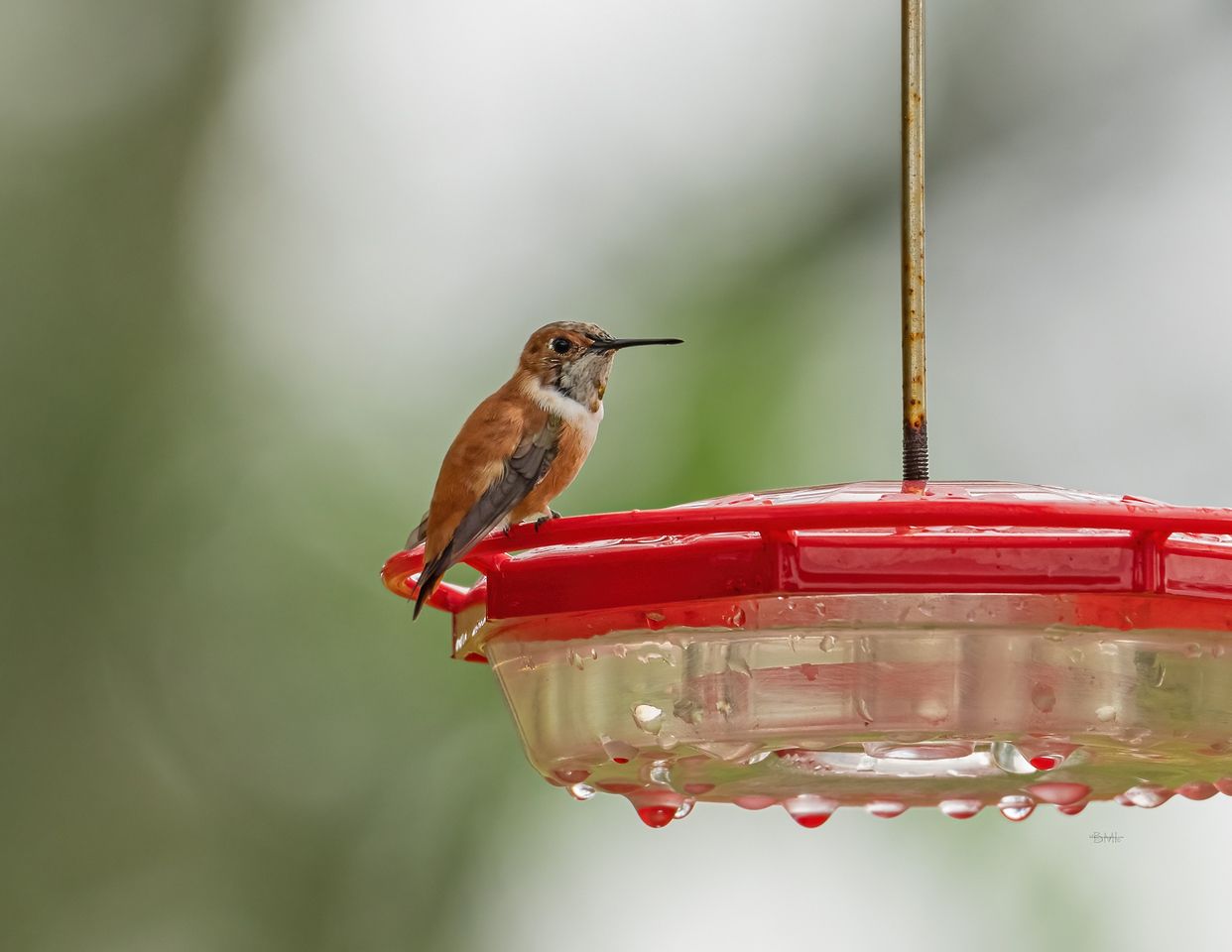 Click image for larger version  Name:	Rufous%20Hummingbird_A1_3-17-2024-7-X2.jpg Views:	12 Size:	80.9 KB ID:	26763898