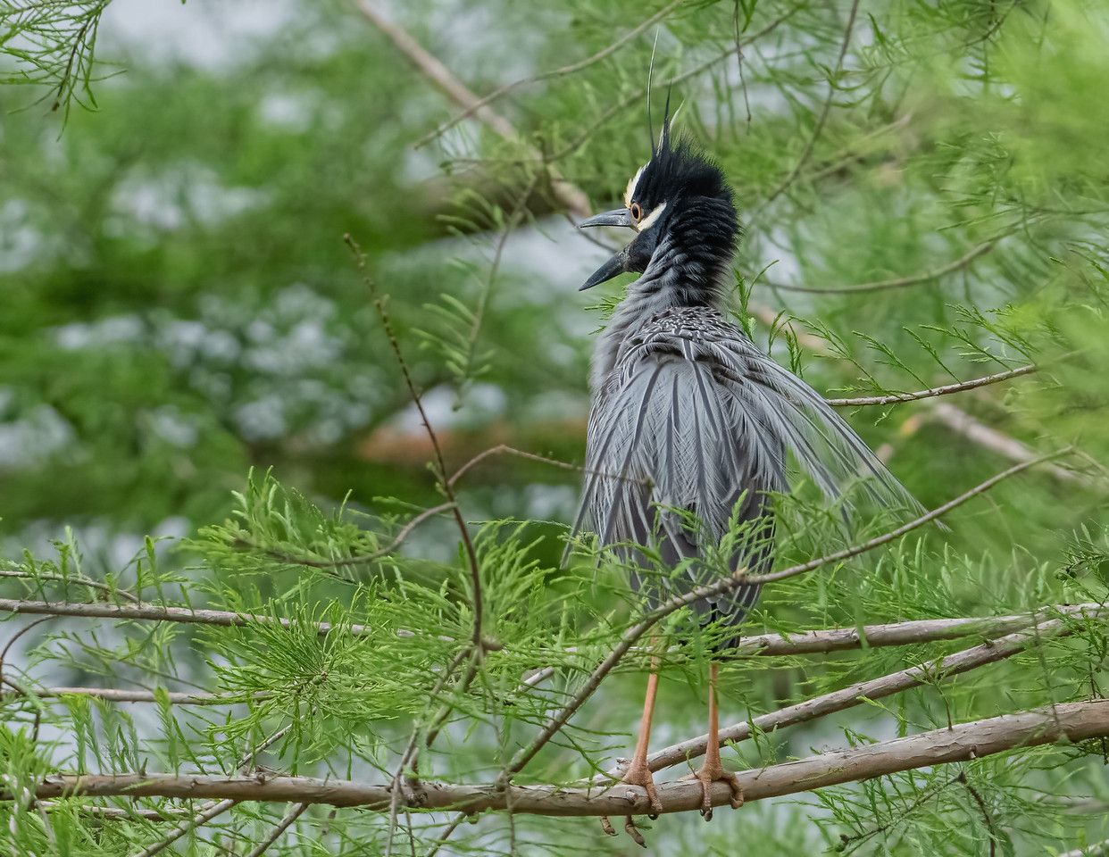 Click image for larger version

Name:	Yellow-crowned%20night%20heron_A1_4-30-22-174-X2.jpg
Views:	520
Size:	229.9 KB
ID:	26875999