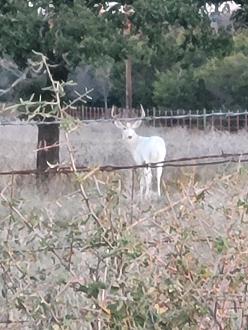 Click image for larger version

Name:	white deer1.jpg
Views:	173
Size:	247.1 KB
ID:	26957770