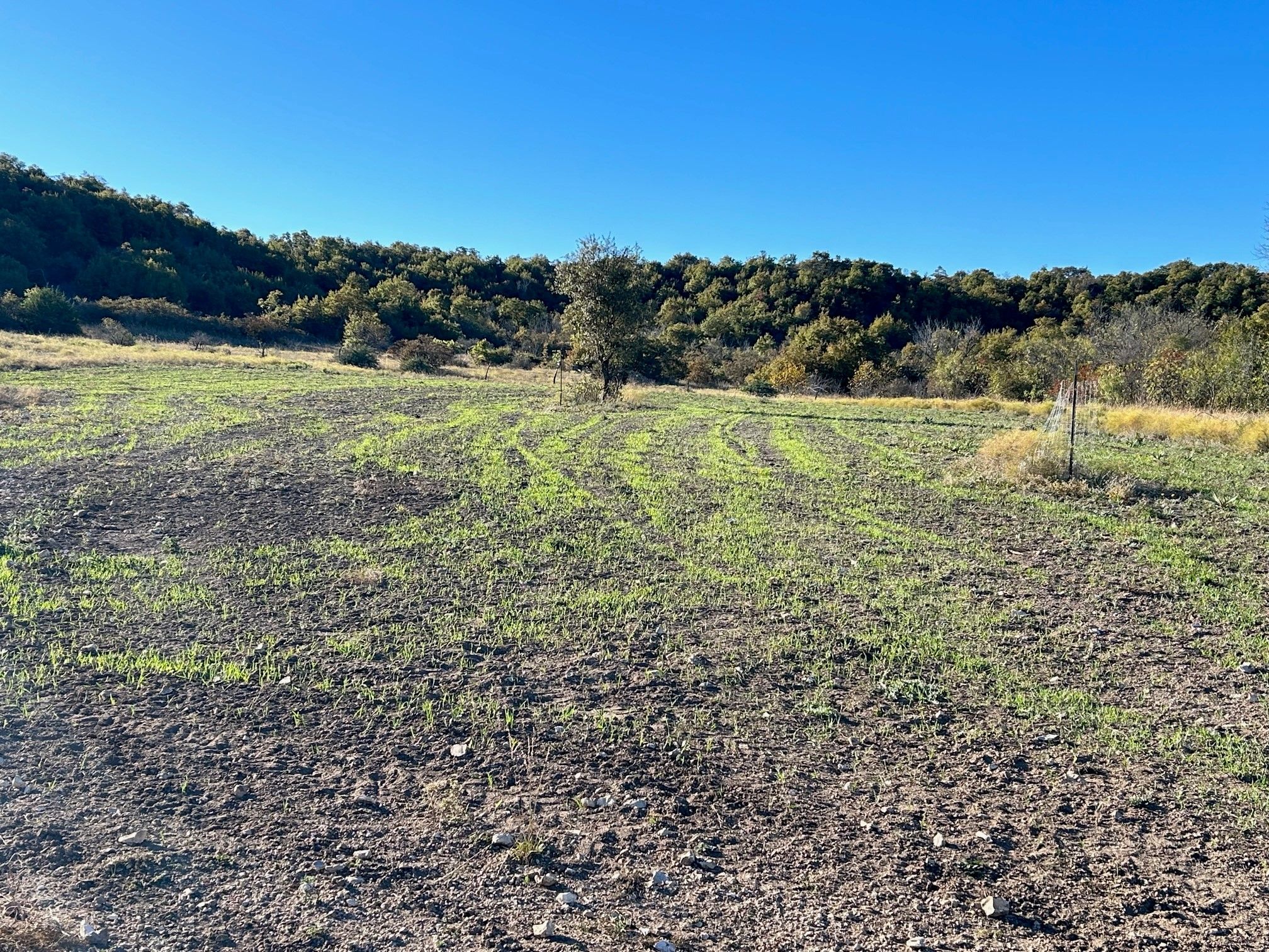 Click image for larger version

Name:	Food Plot 2.jpg
Views:	390
Size:	1.01 MB
ID:	26963345