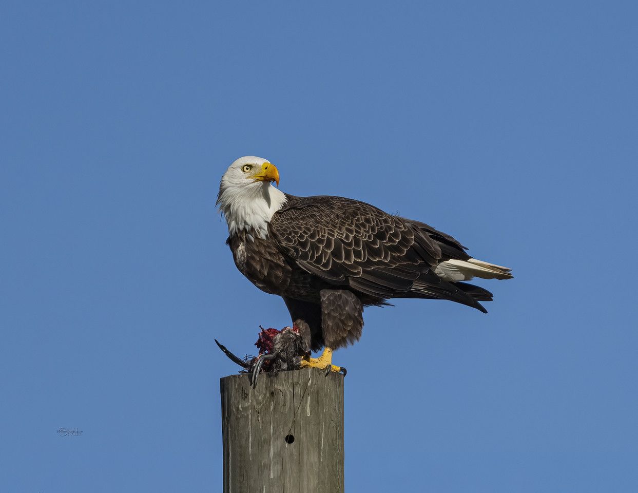 Click image for larger version

Name:	Bald%20eagle_A1_11-19-24-46-X2.jpg
Views:	513
Size:	74.7 KB
ID:	26964164