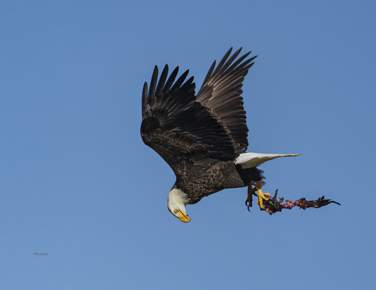 Click image for larger version

Name:	Bald%20eagle_A1_11-19-24-65-Enhanced-NR-X2.jpg
Views:	503
Size:	67.2 KB
ID:	26964167