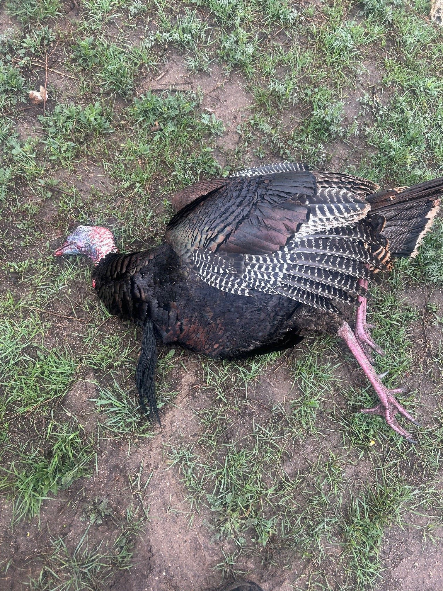 Click image for larger version  Name:	Mike G  Bird 1-1.jpg Views:	0 Size:	1.29 MB ID:	27095064