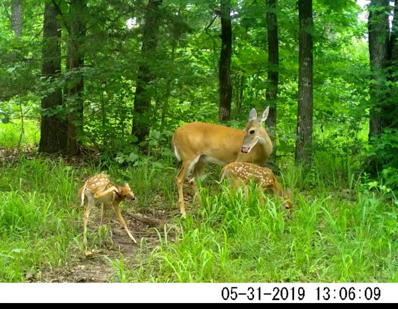 treeline Apple Addiction Protein Feed Block for Deer at Tractor